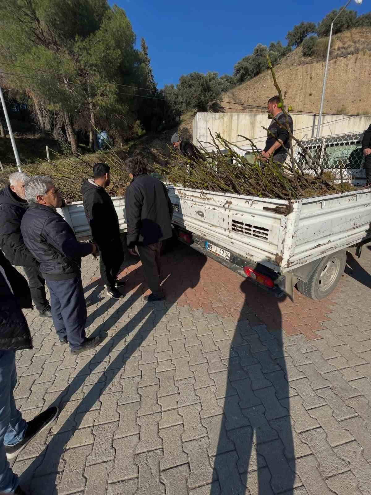 Köşk’te üreticiye tüplü incir fidanı desteği