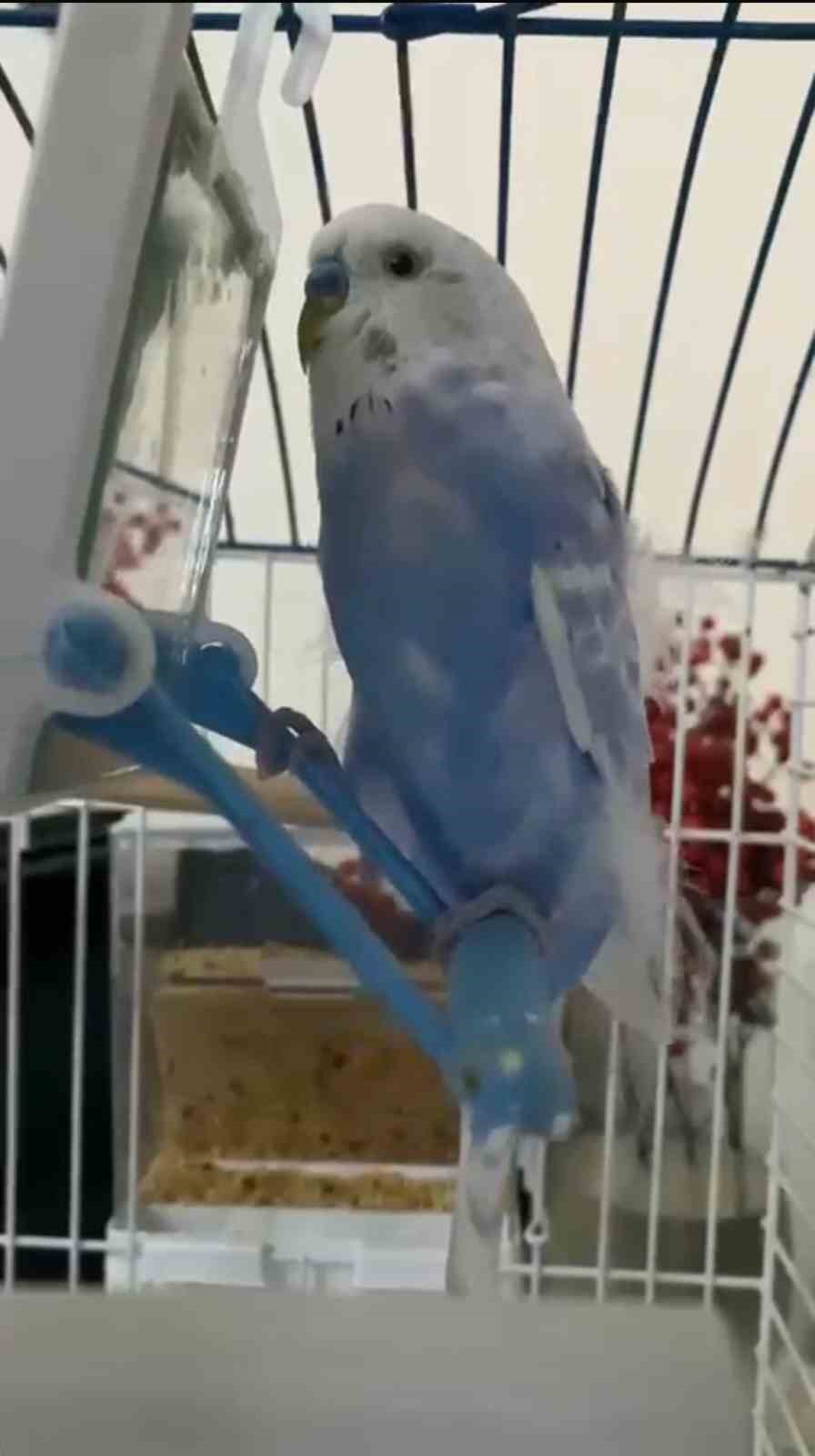 Taksicilerden vefa...Ölen muhabbet kuşları için mini mezar yaptılar