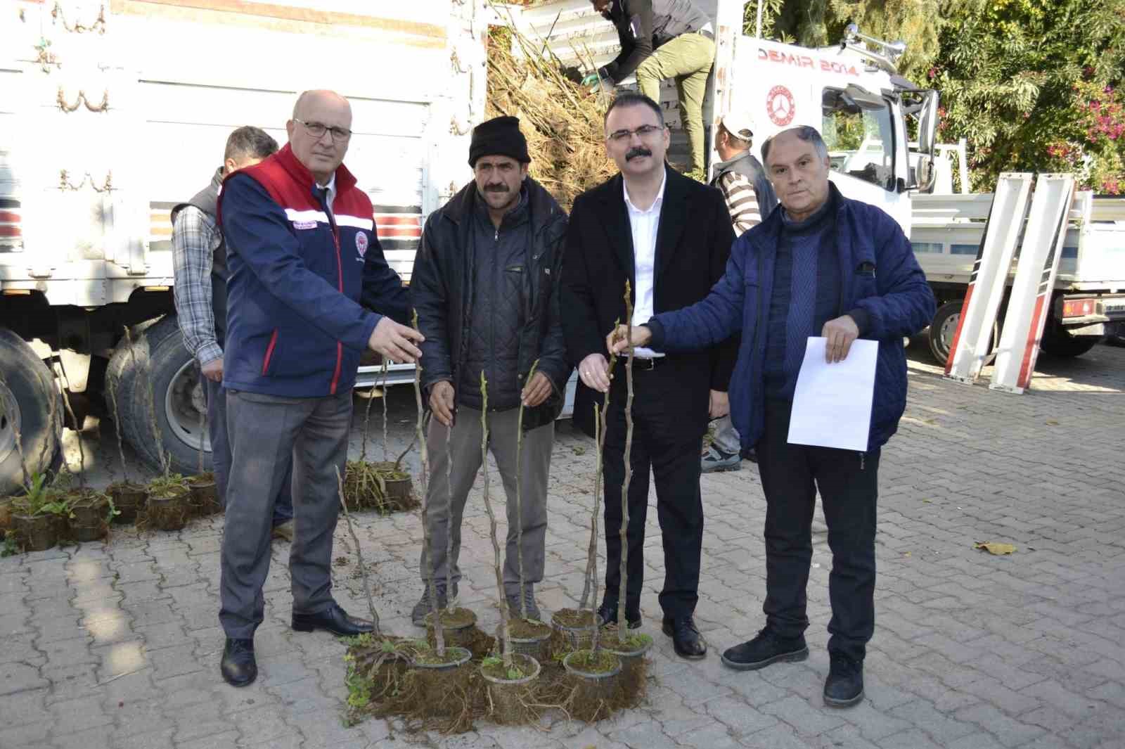 Sultanhisar’da üreticiye kestane ve incir fidesi dağıtıldı