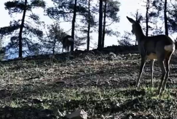 Tekirdağ’da tek boynuzlu karaca görüldü