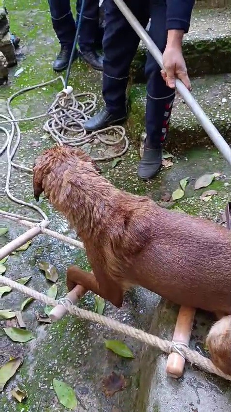 Kuyuya düşen köpeği itfaiye kurtardı