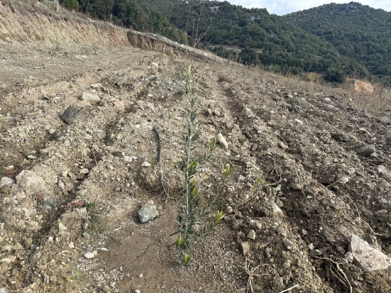Eğirdir Gölü’ndeki kuraklık tarımda yön değiştirdi