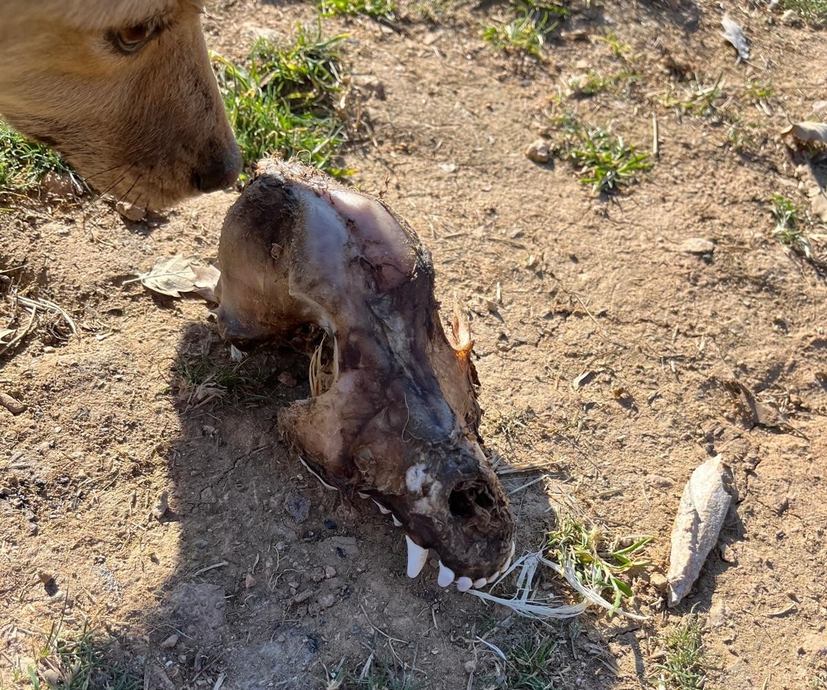 Hayvan sevgisini istismar etti, köpekler açıktan birbirini yedi