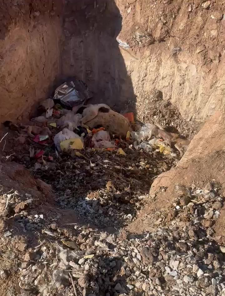 Hayvan sevgisini istismar etti, köpekler açıktan birbirini yedi