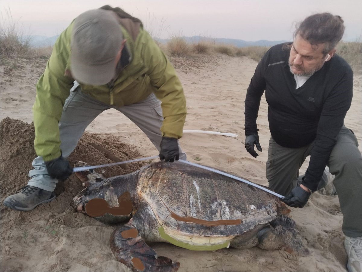 Kuşadası’nda son bir haftada 3 deniz kaplumbağası ölü bulundu