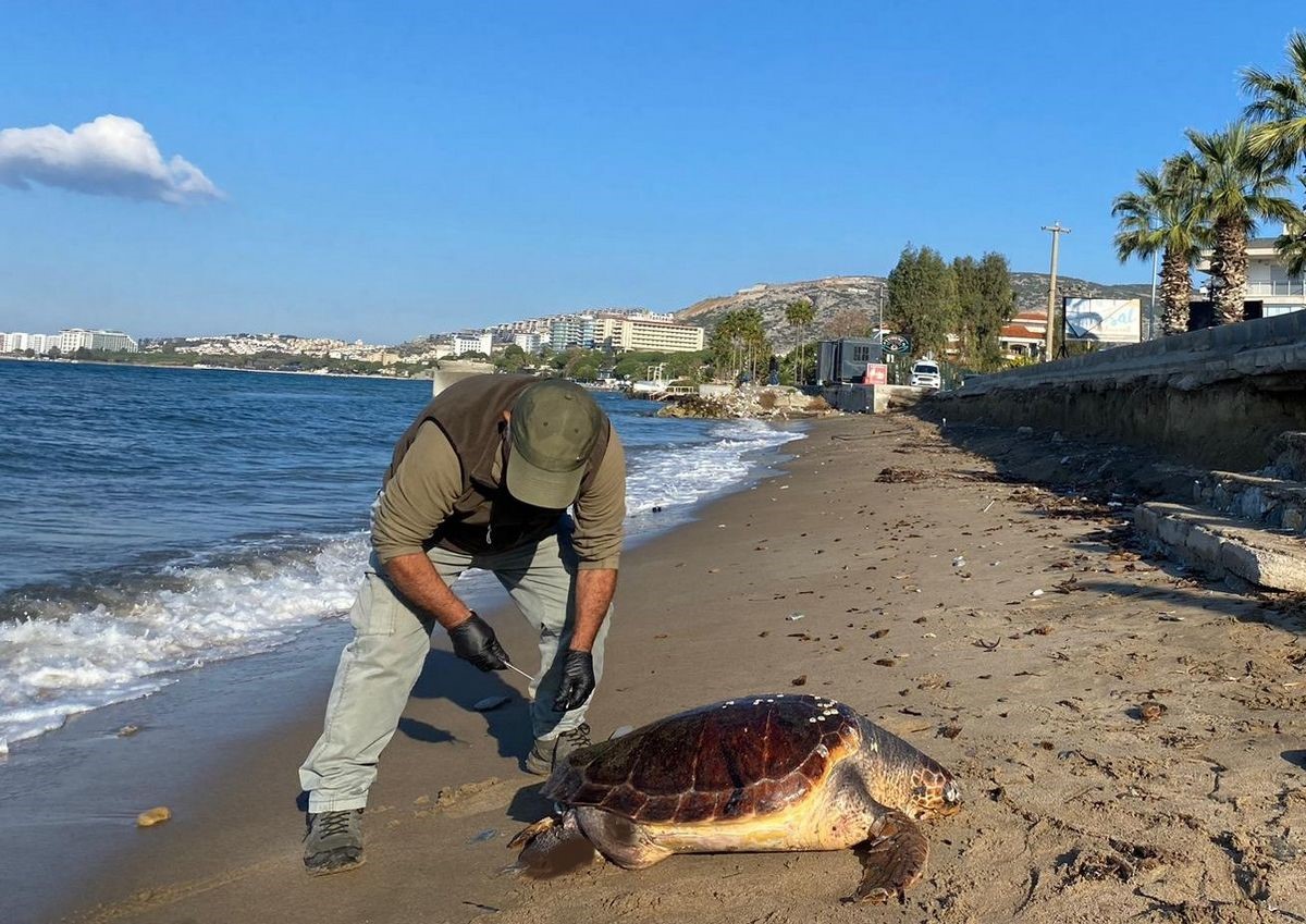 Kuşadası&rsquo;nda son bir haftada 3 deniz kaplumbağası &ouml;l&uuml; bulundu
