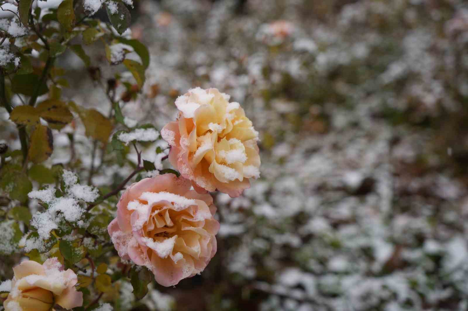 Gümüşhane kent merkezine mevsimin ilk karı yağdı