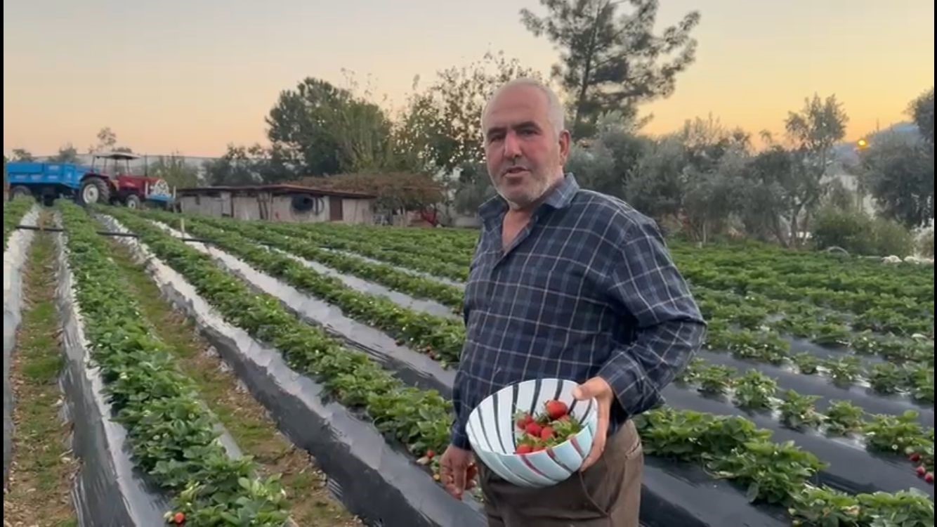 Mersin’de çilekte kış hasadı: Bahçede kilogramı 130 TL