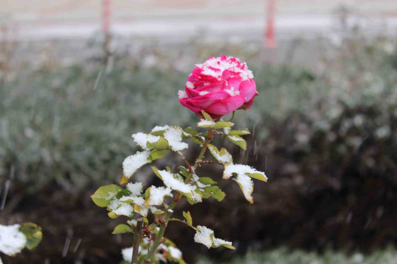 Yozgat’ta çiçekler kar altında kaldı
