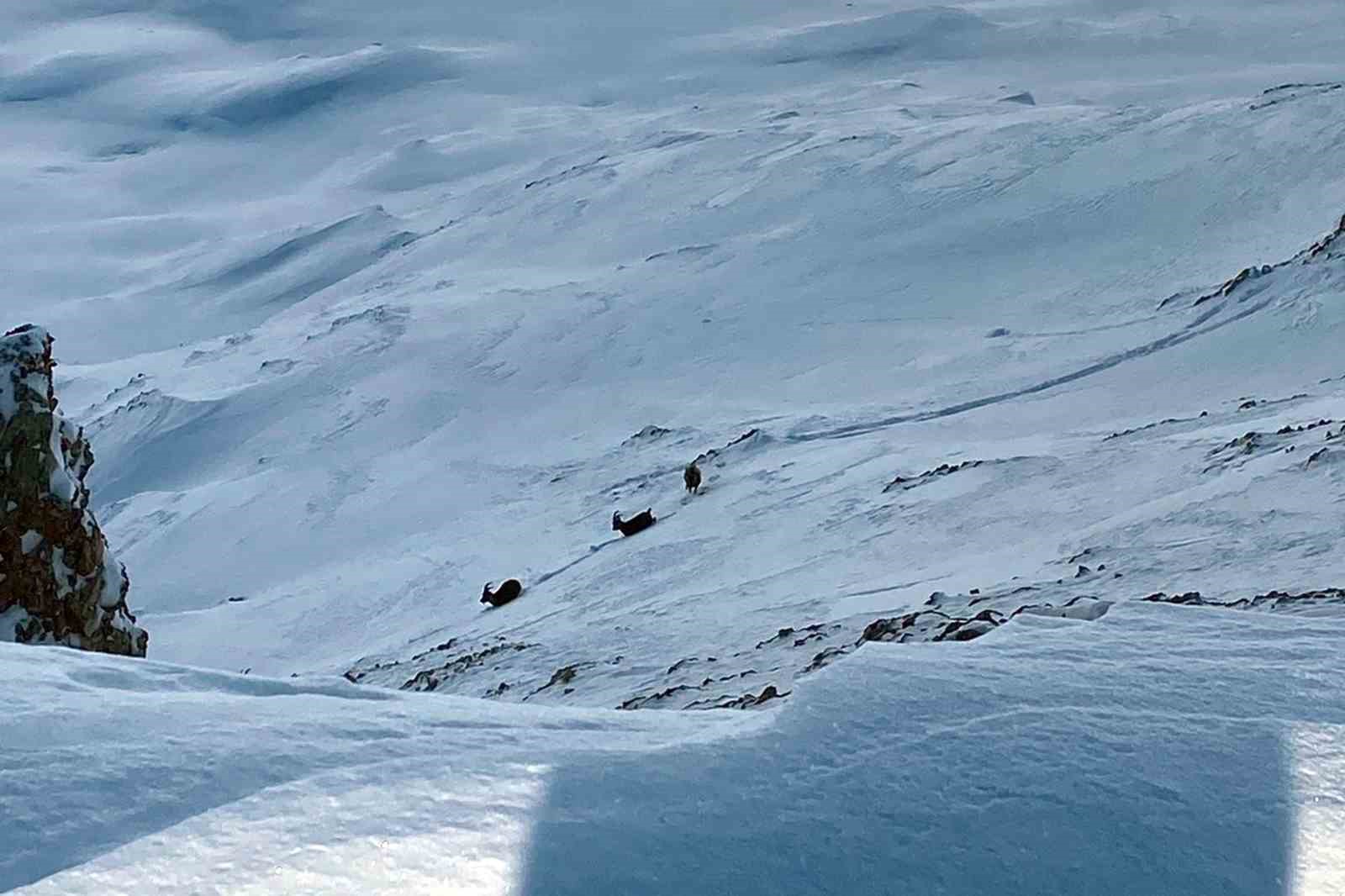 &Ccedil;atak&rsquo;ta dağ ke&ccedil;ileri g&ouml;r&uuml;nt&uuml;lendi

