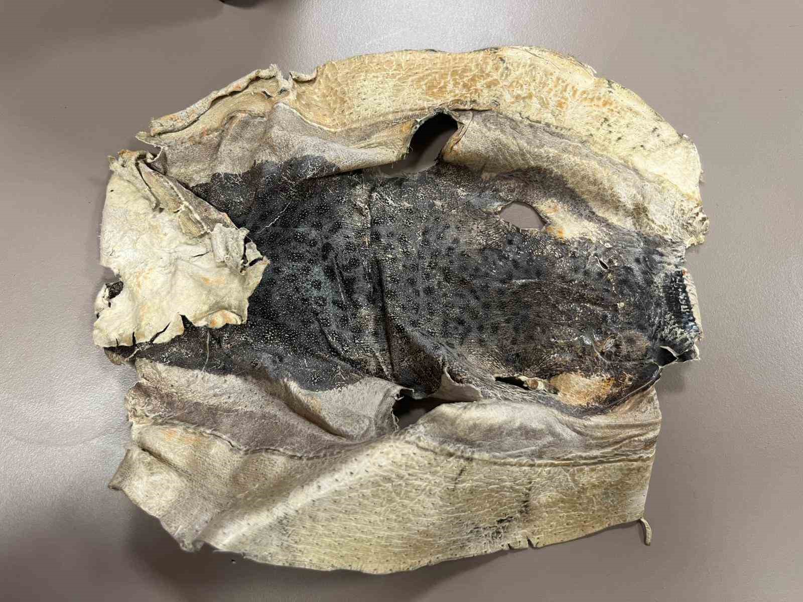 İzinsiz kullanılan Balon balığı projesi mahkemelik oldu