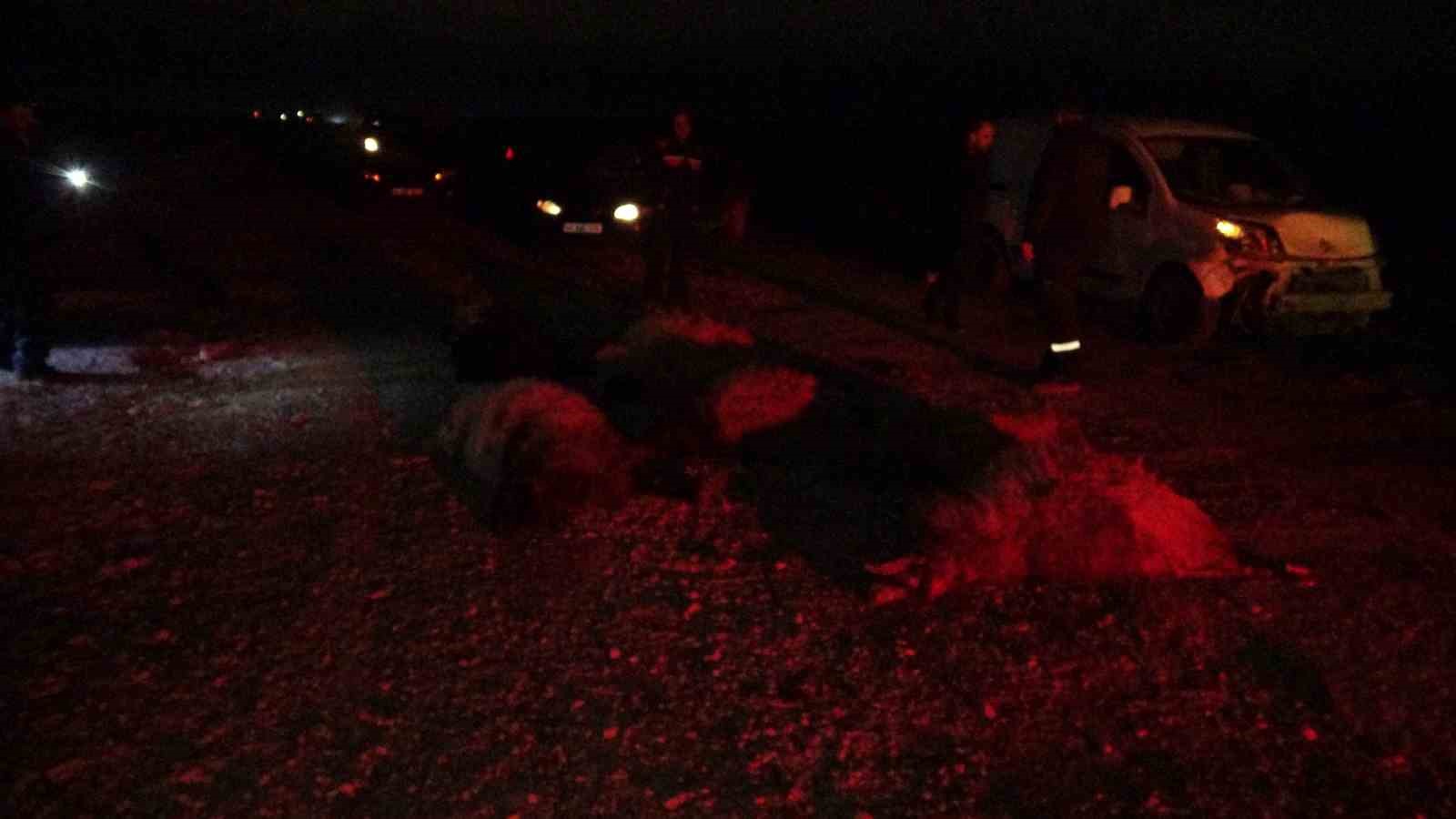 Hafif ticari araç sürüye daldı, 10’dan fazla koyun telef oldu