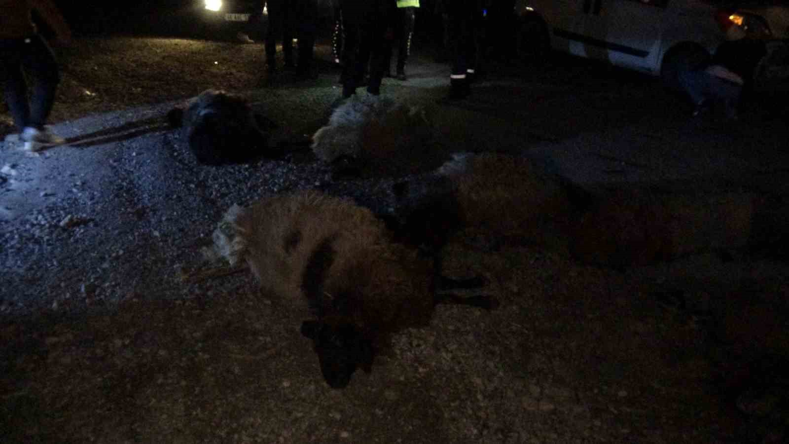 Hafif ticari araç sürüye daldı, 10’dan fazla koyun telef oldu