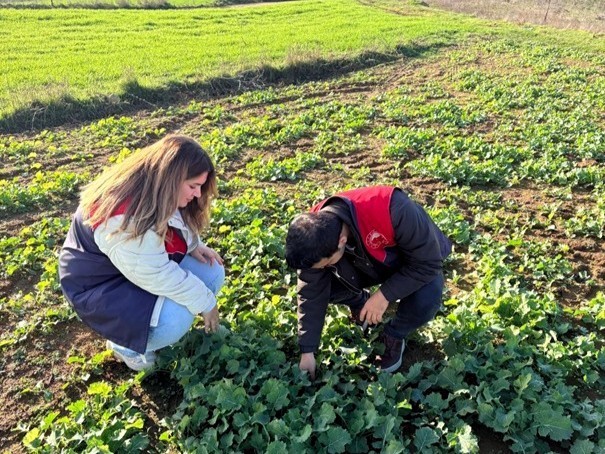 Kırklareli&rsquo;nde kanola gelişimi inceleniyor
