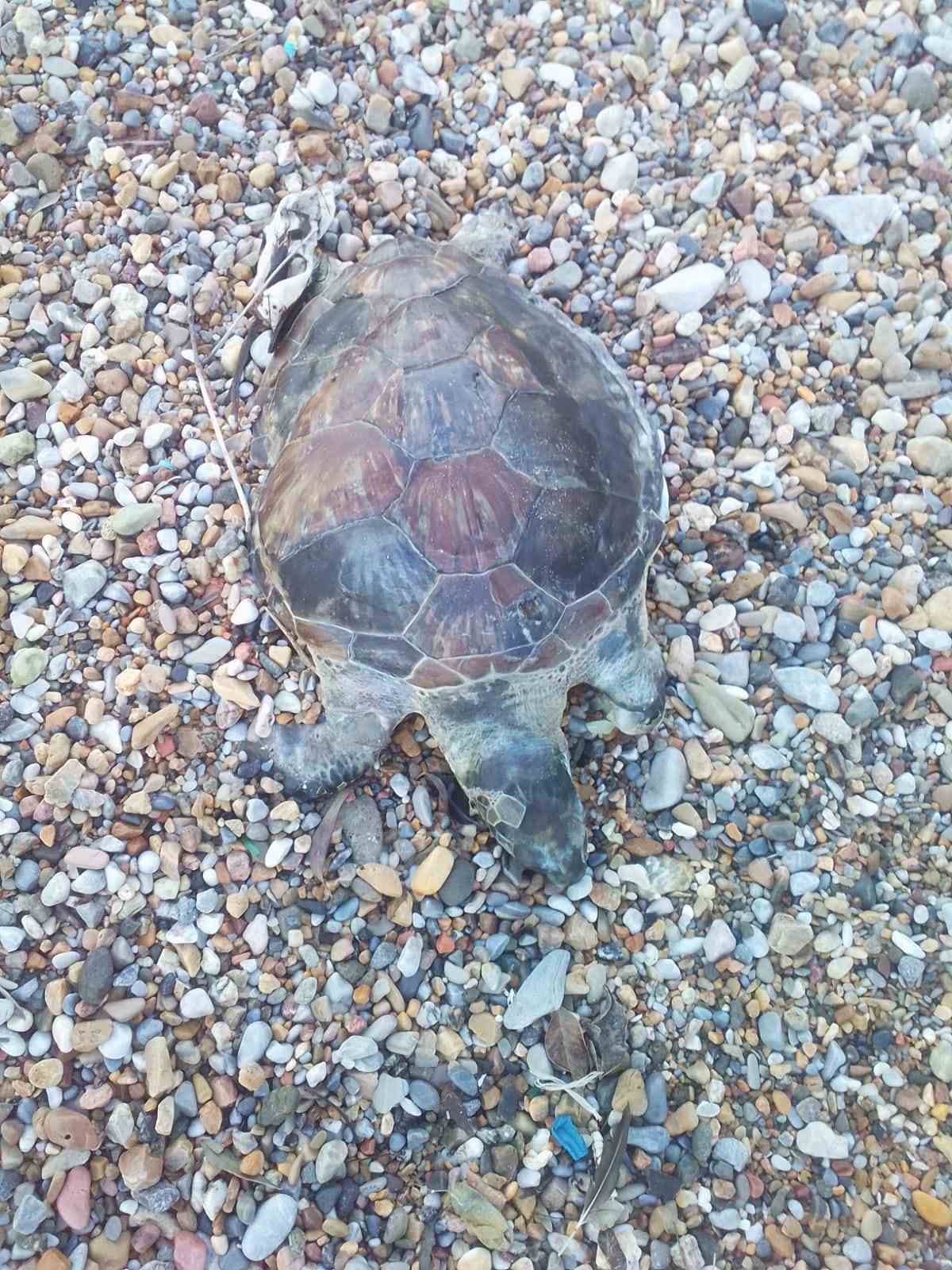 Bodrum’da yavru caretta caretta kıyıya vurdu