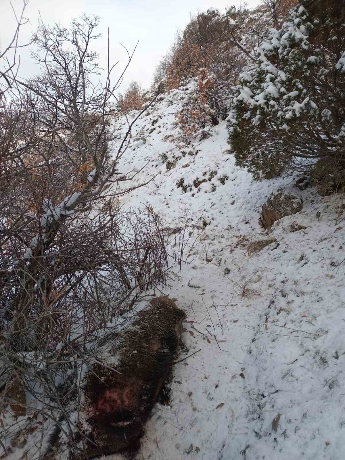 Domuz saldırısı sonucu hayatını kaybetti
