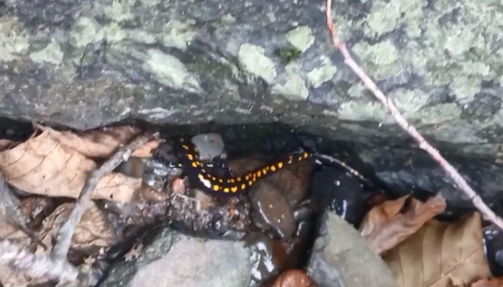 Nesli tehlike altındaki Kafkas semenderi Şavşat’ta görüntülendi