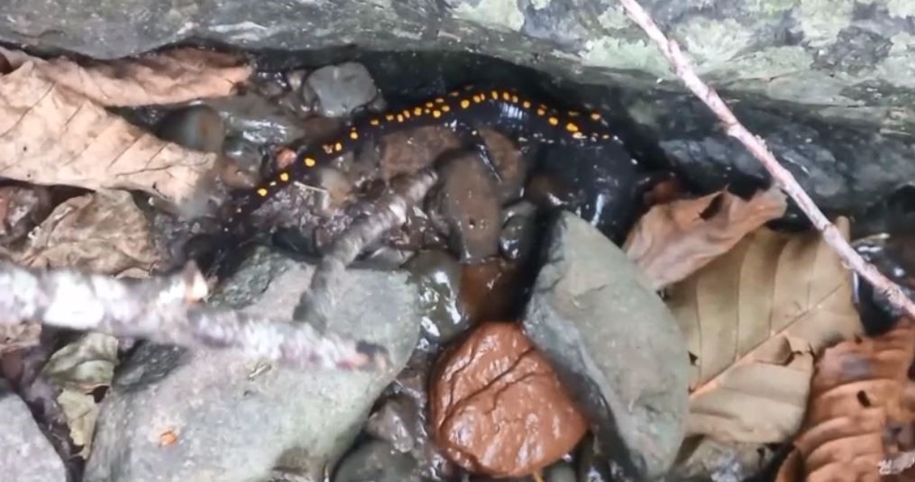 Nesli tehlike altındaki Kafkas semenderi Şavşat&rsquo;ta g&ouml;r&uuml;nt&uuml;lendi
