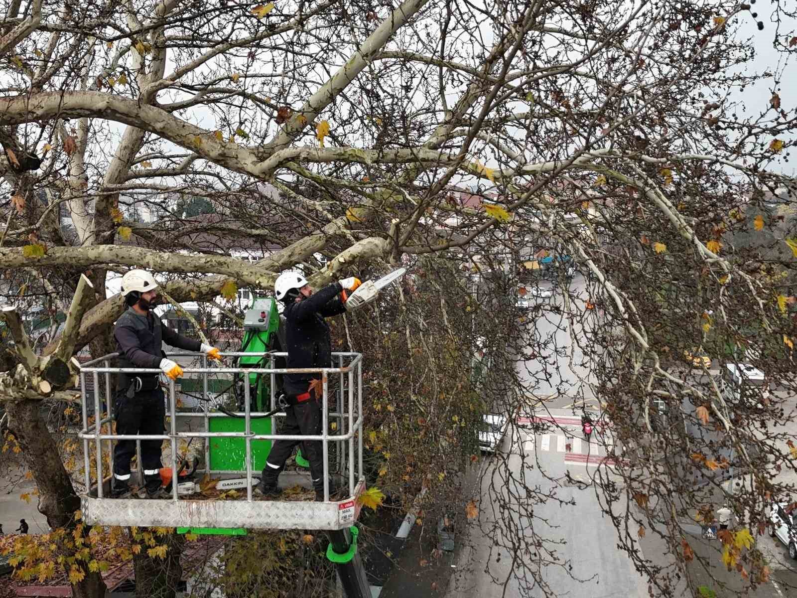 D&uuml;zce&rsquo;de ağa&ccedil;lara kış bakımı
