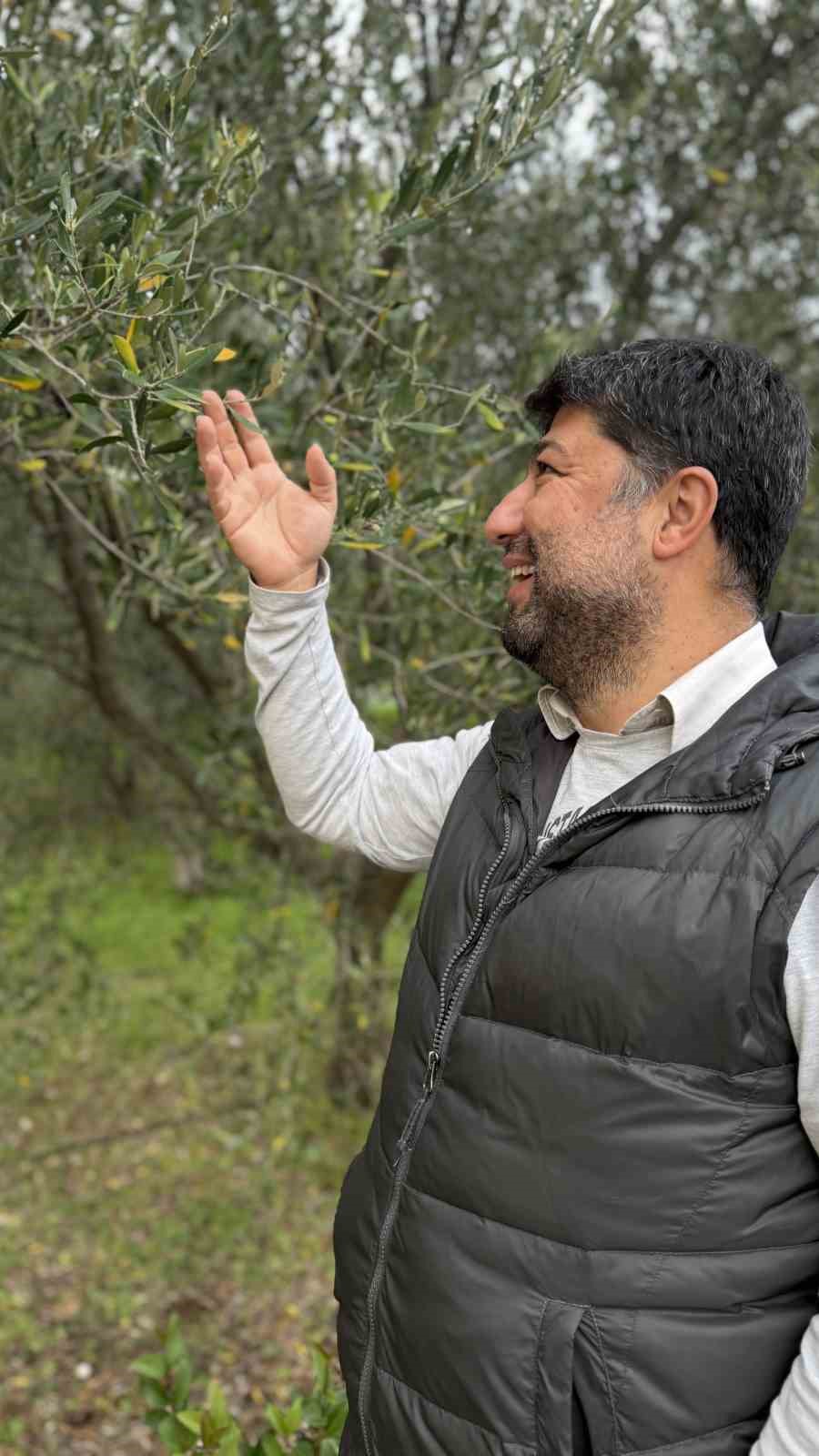 Oleolog Dr. Kıvrak: "Erken ve olgun hasat zeytinyağları farklı i&ccedil;eriklere sahiptir"
