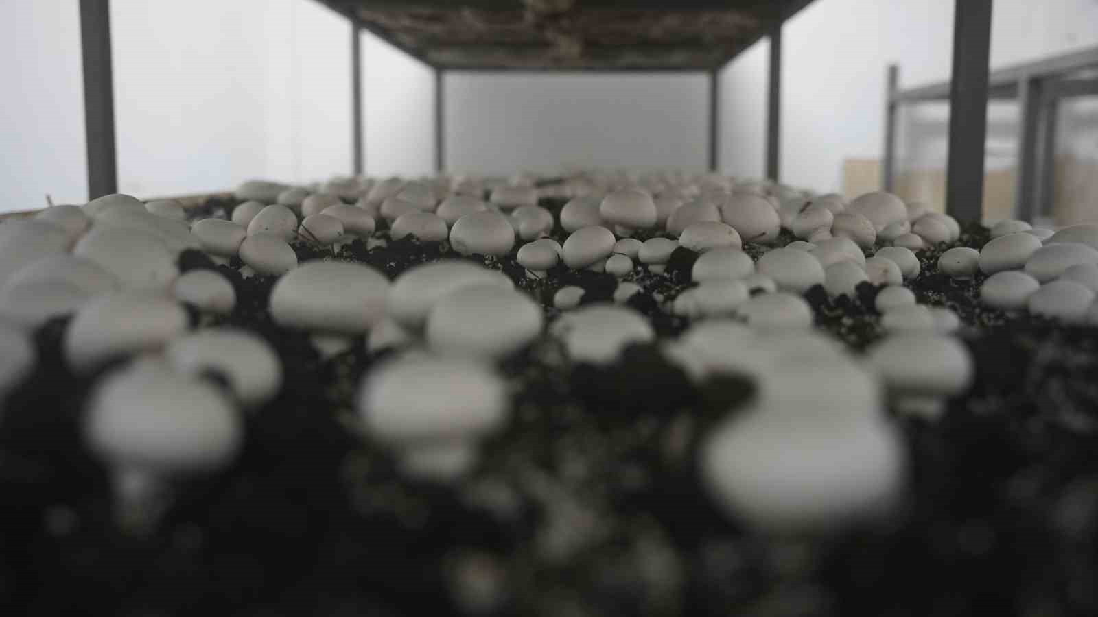 Hem eğitim görüp hem üretiyorlar
