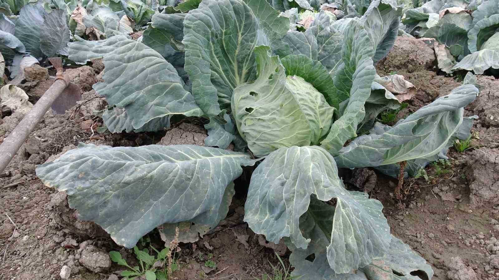 Malatya&rsquo;da &ccedil;ift&ccedil;iler alternatif &uuml;r&uuml;nlerle zararlarını telafi ediyor
