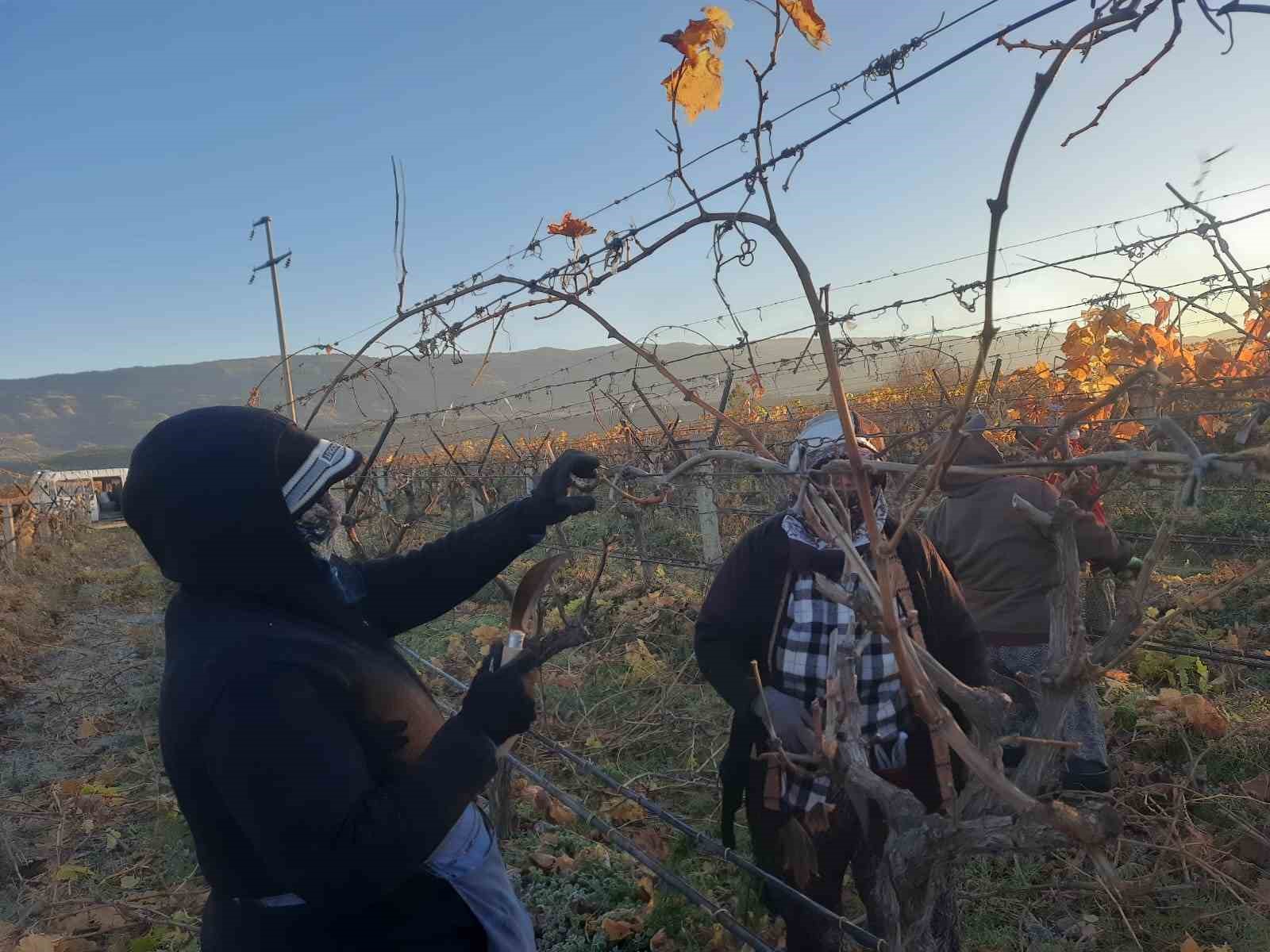&Uuml;z&uuml;m bağlarında kadın istihdamı artıyor
