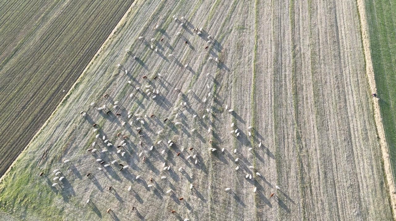 Koyunlar bu kışı kırda otlayarak ge&ccedil;iriyor
