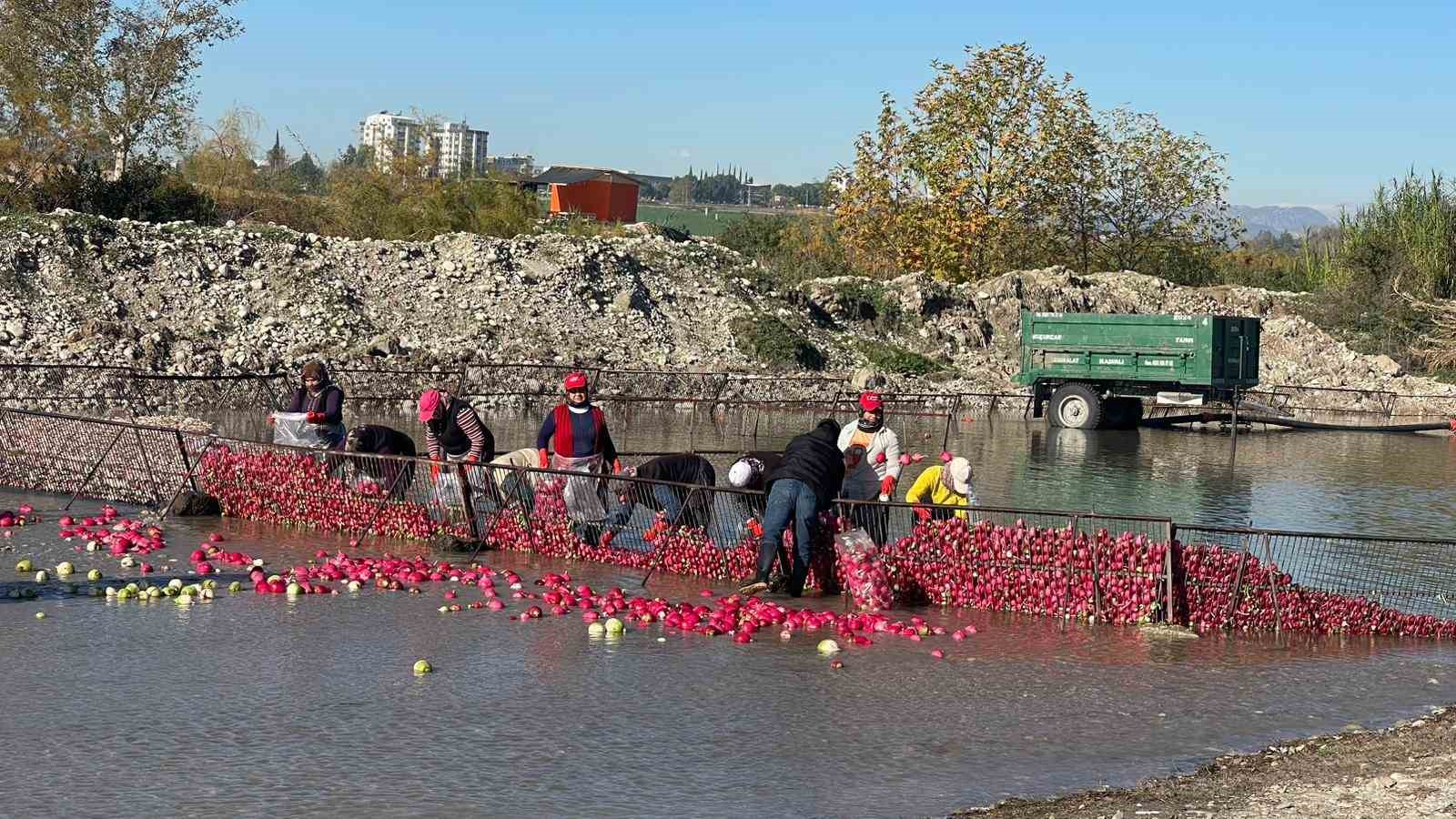 Osmaniye Kadirli&rsquo;de turp mesaisi: Soğuk suda ekmek m&uuml;cadelesi
