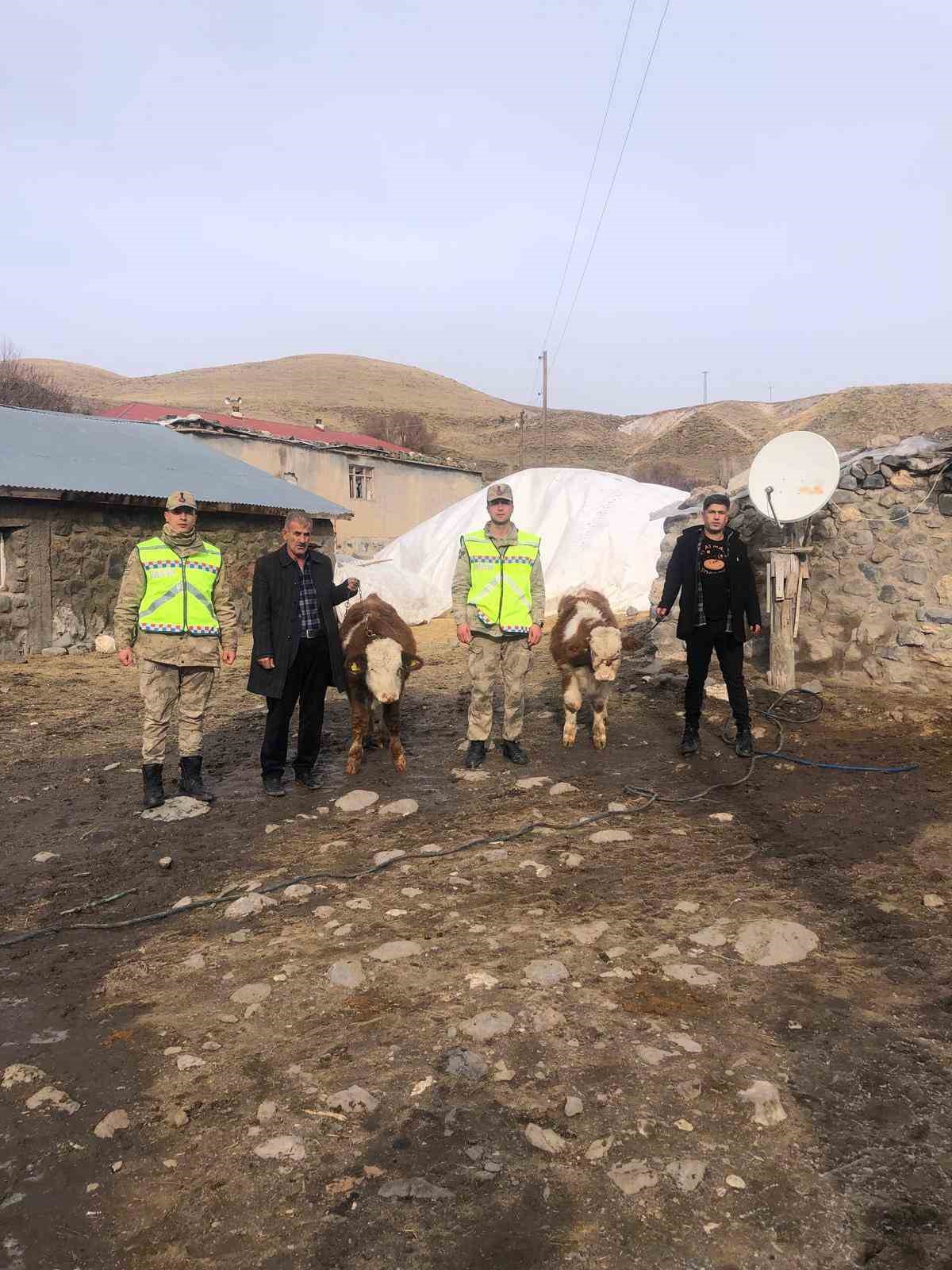Muş’ta çalınan 2 büyükbaş hayvan bulundu