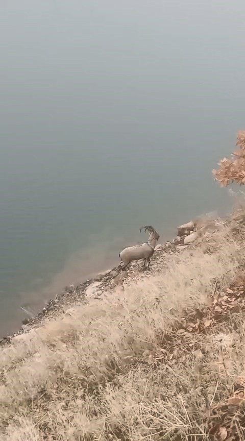 Sarp kayalıkların ustası baraj g&ouml;l&uuml;nde y&uuml;zerken g&ouml;r&uuml;ld&uuml;
