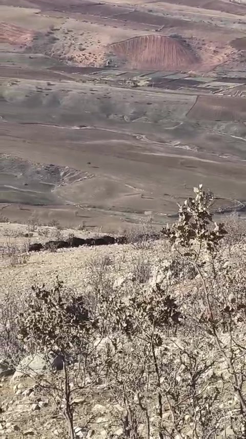 Gercüşlü çiftçilerin domuz tedirginliği