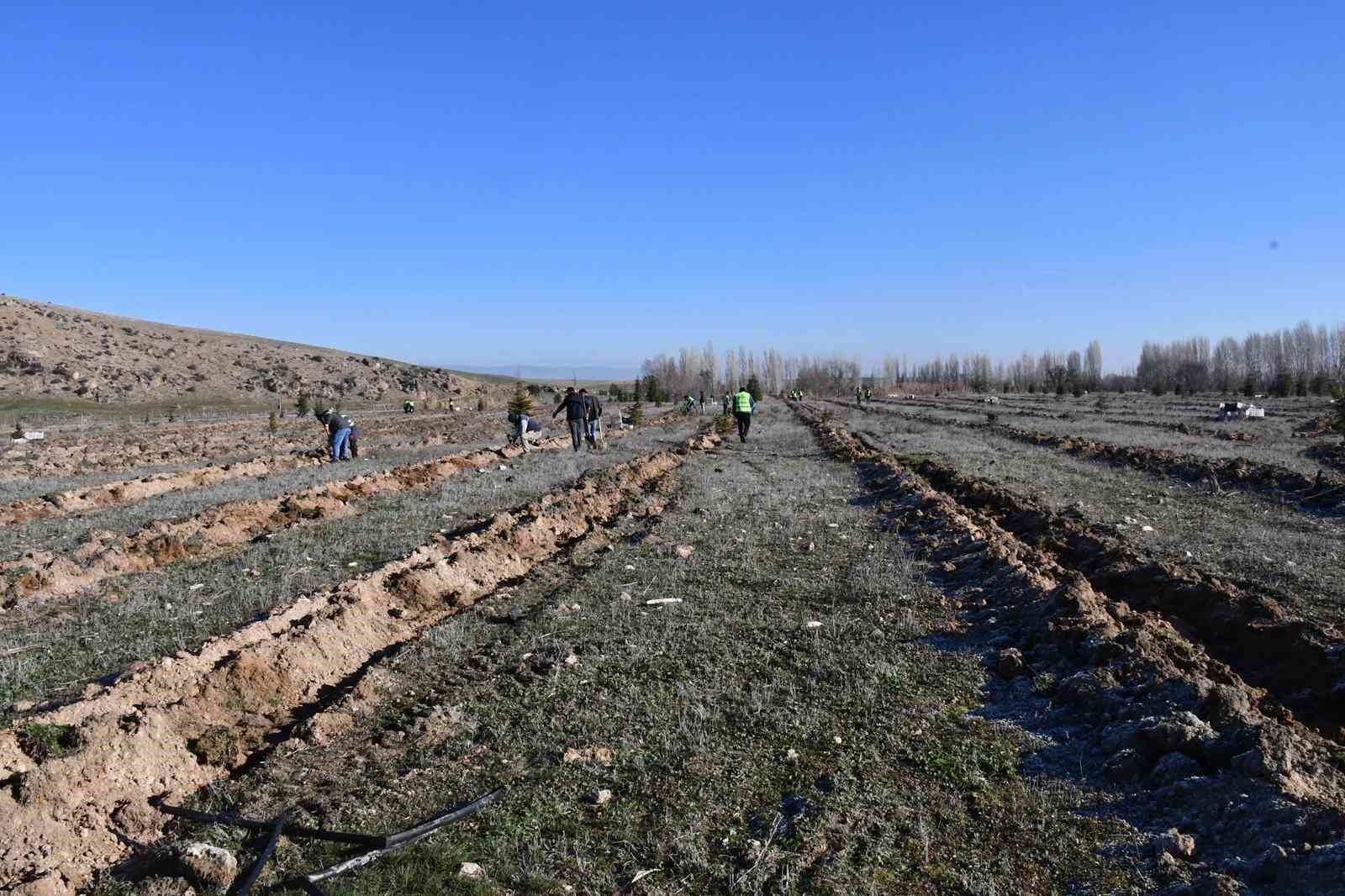 Beylikova Belediyesi bin adet kara&ccedil;am fidanı dikti
