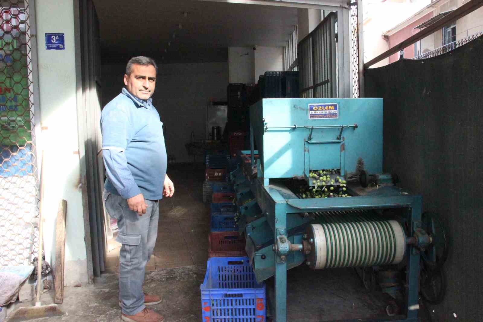 Hasat edilen zeytinler boyuna göre ayrılıyor, fiyatı kaliteyle şekilleniyor