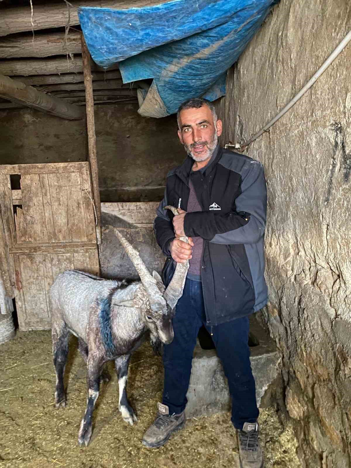 Yaralı halde bulunan dağ ke&ccedil;isi tedavisinin ardından doğaya salındı
