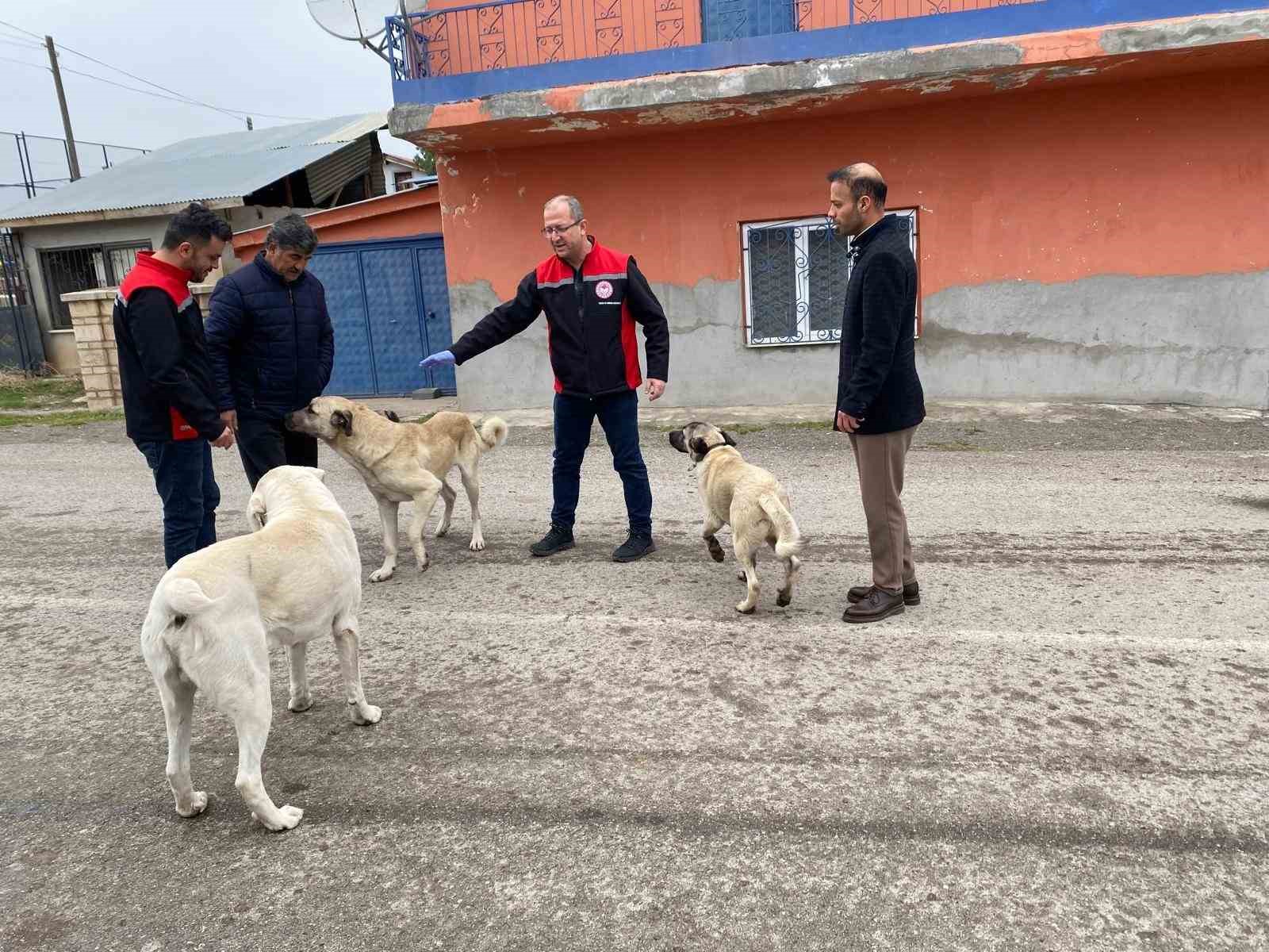 Erzincan’da sokak köpeklerine kuduz aşısı