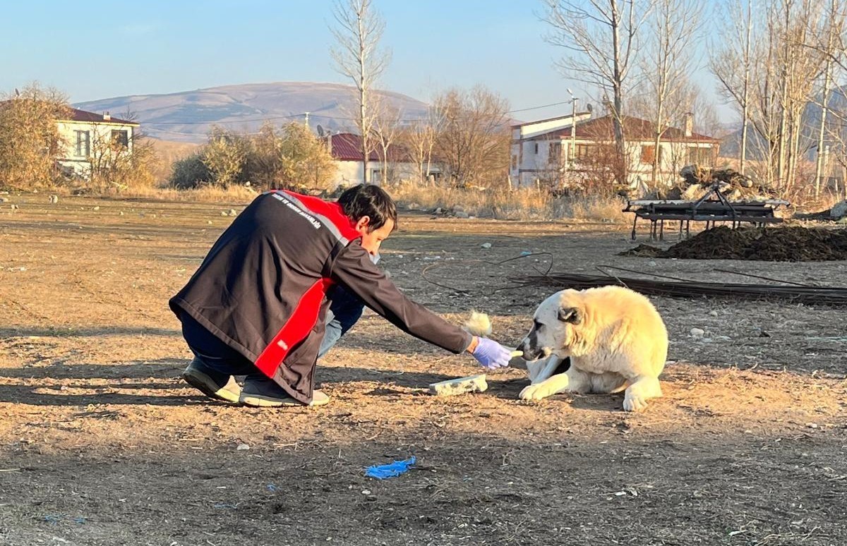 Erzincan’da sokak köpeklerine kuduz aşısı