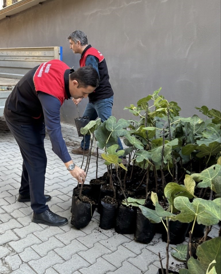Gömeç’te incir üretimini artıracak adım, 499 sertifikalı fidan dağıtıldı
