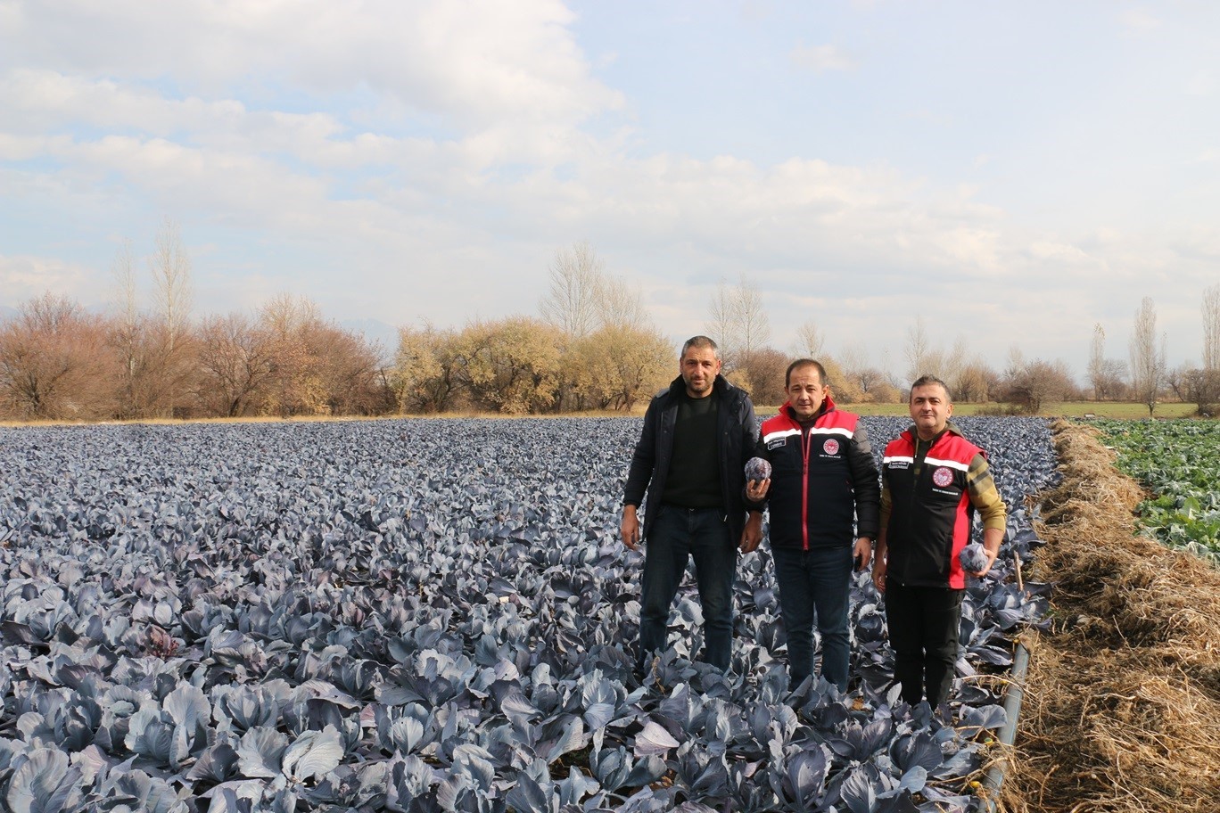 Erzincan’da kış ortasında sebze hasadı