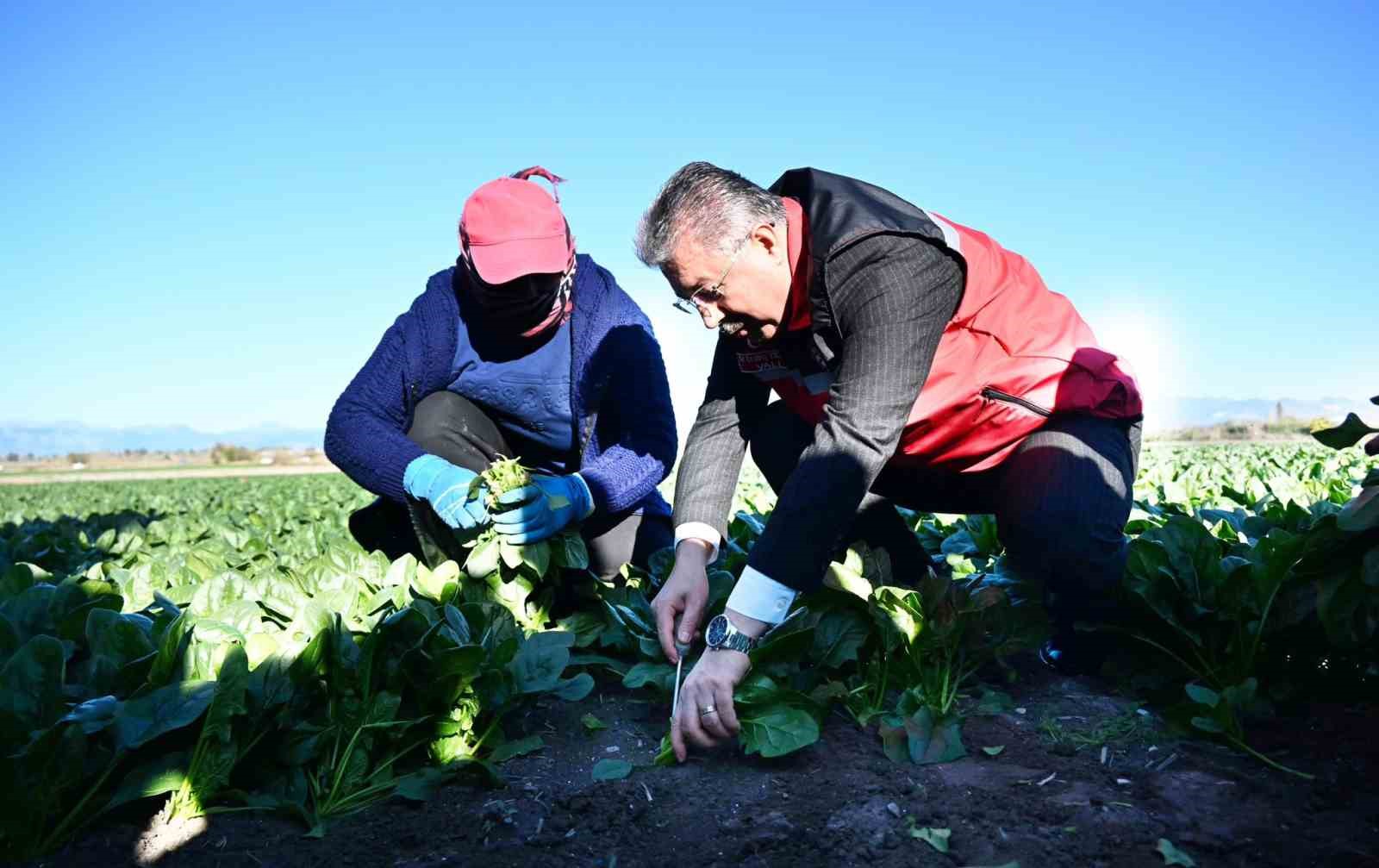Osmaniye’de ıspanak hasadı başladı