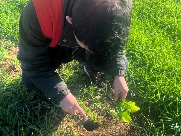 Kofçaz’da tarla faresine karşı etkin mücadele: Tarım arazilerinde fare tehdidi