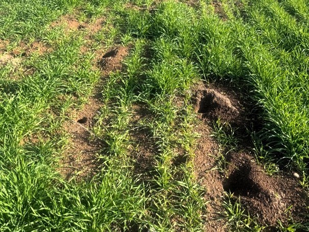 Kofçaz’da tarla faresine karşı etkin mücadele: Tarım arazilerinde fare tehdidi