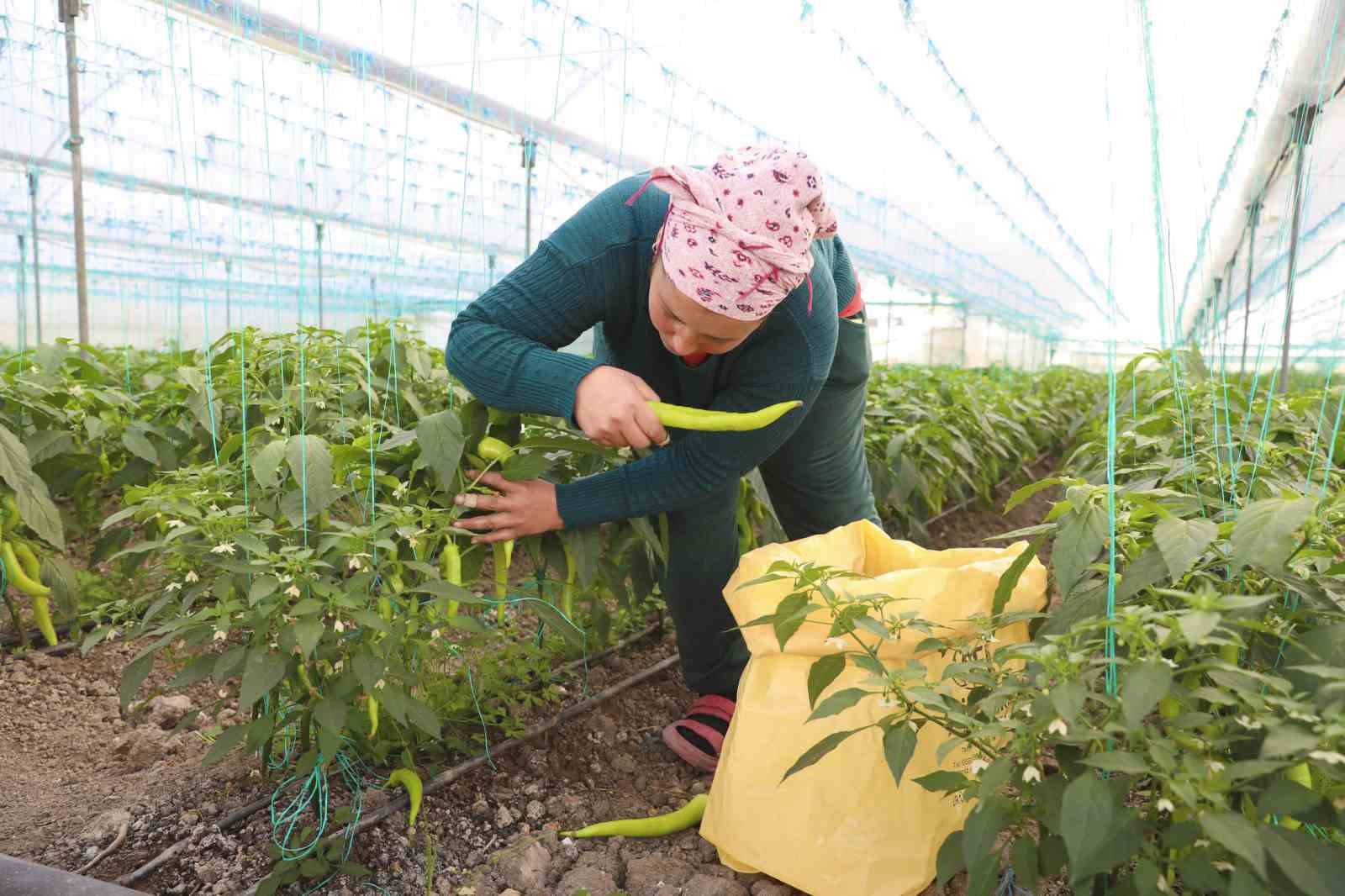 Mersin’de örtü altı üreticiye sera ipi ve tuzak desteği