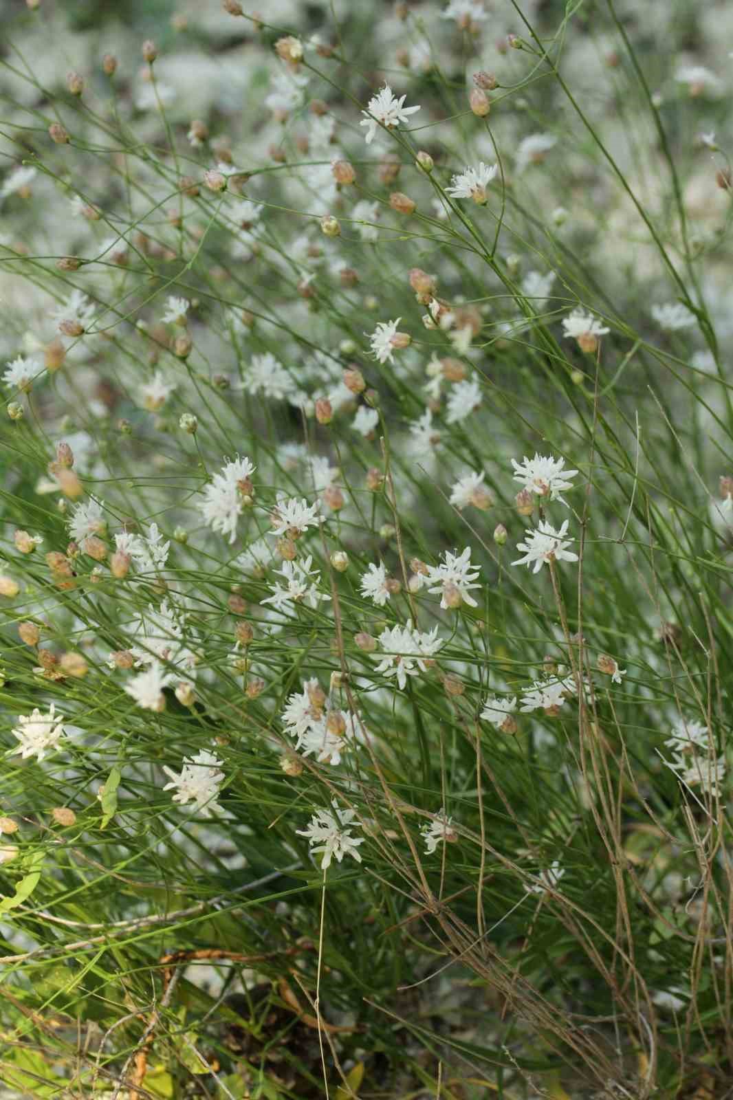 "Çameli pelemiri" bitki literatürüne kazandırıldı