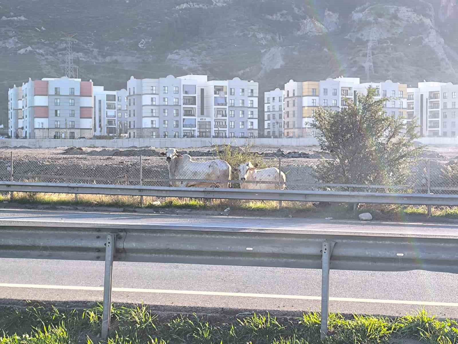 Kaza yapan tırdan kaçan anguslar şehir turunda