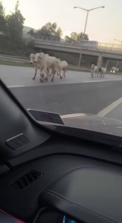 Kaza yapan tırdan kaçan anguslar şehir turunda