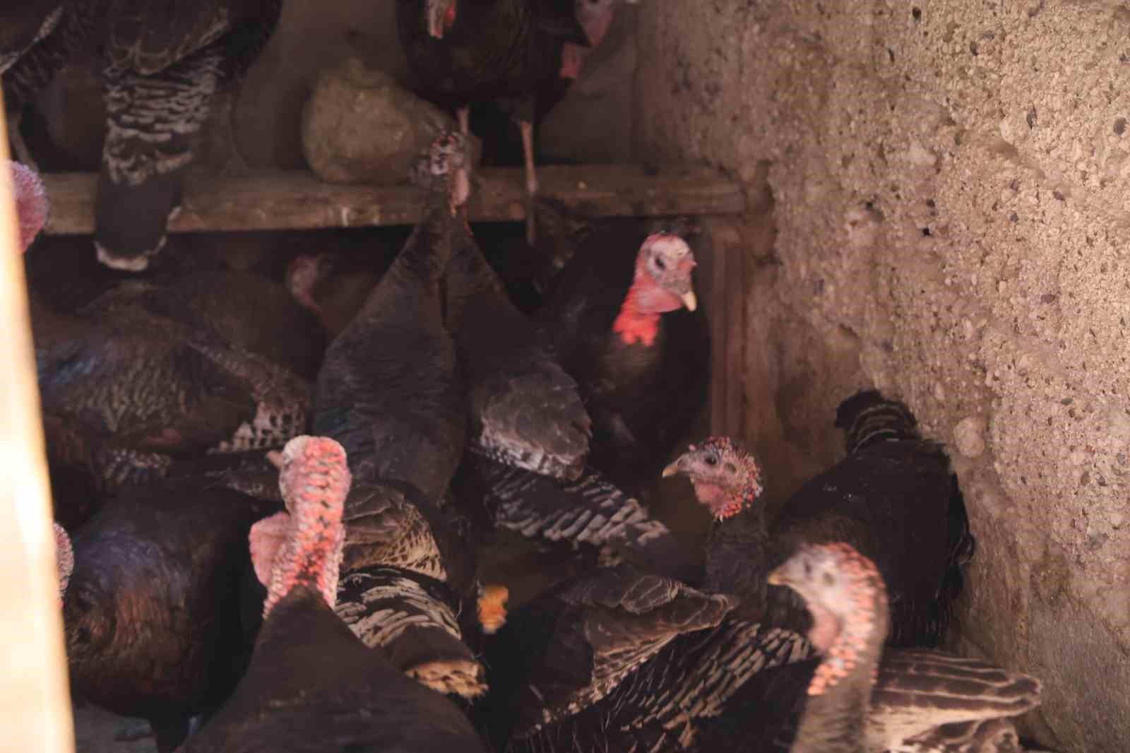 Adana&rsquo;da ilgin&ccedil; g&ouml;r&uuml;nt&uuml;: Hindiler &ccedil;arşıda gezdirilerek satılıyor
