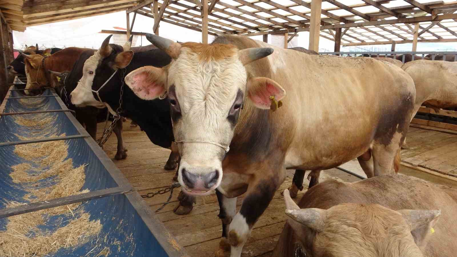 Bolu’da şap kısıtlamaları kaldırıldı