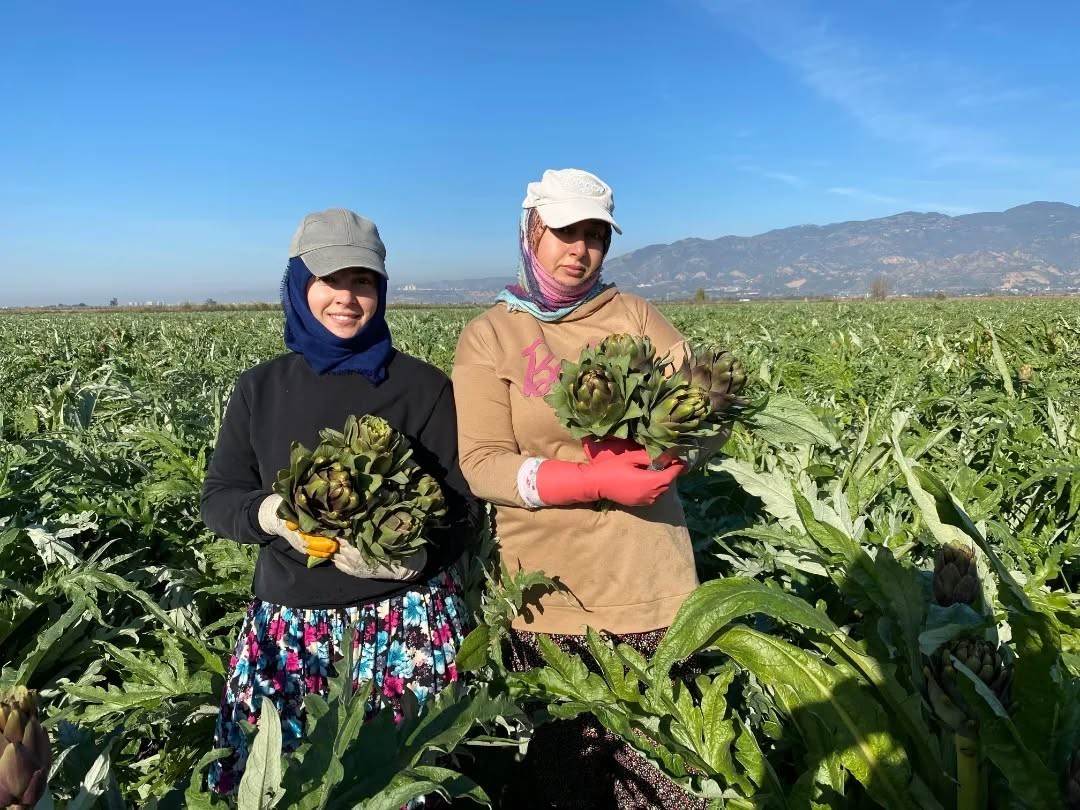 Coğrafi İşaretli Aydın Enginarı’nda yılın ilk hasadı yapıldı