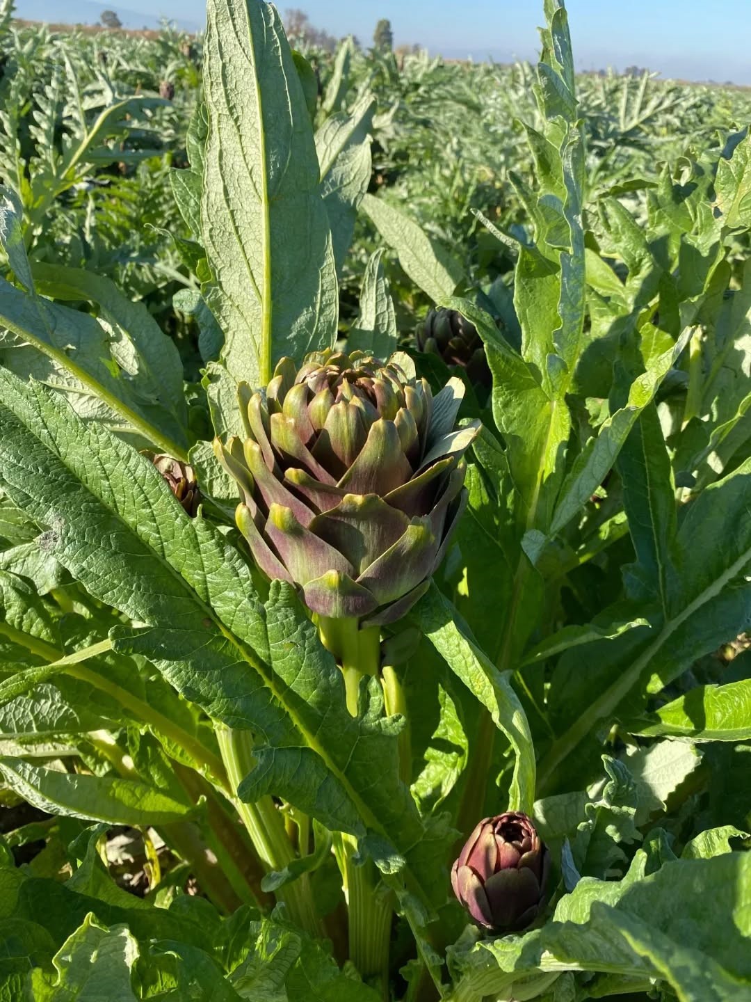 Coğrafi İşaretli Aydın Enginarı’nda yılın ilk hasadı yapıldı